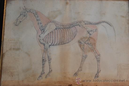 Arte: DIBUJO DE LA OSTEOLOGIA DEL CABALLO - Foto 4