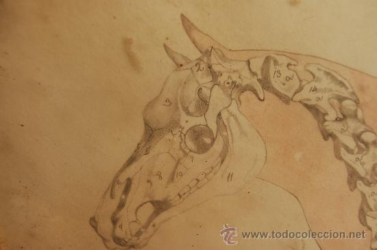 Arte: DIBUJO DE LA OSTEOLOGIA DEL CABALLO - Foto 5
