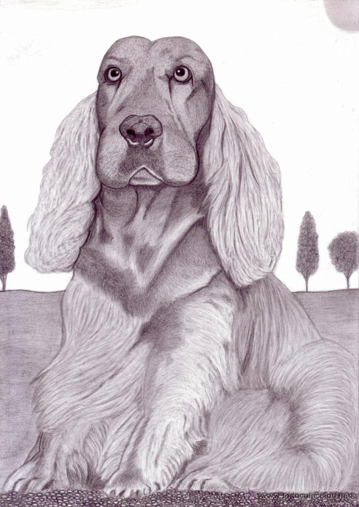 Dibujo Hiperrealista Perro Cocker Spaniel Buy Contemporary Drawings th Century At Todocoleccion