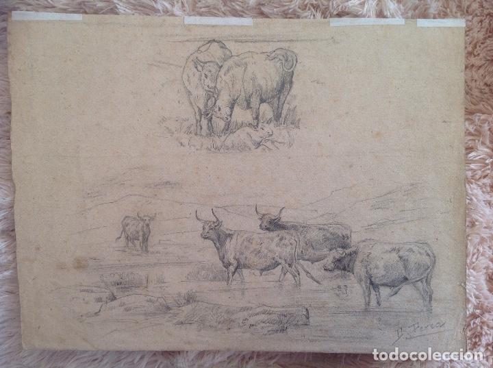 Arte: Daniel Perea. Toros en el campo. - Foto 1