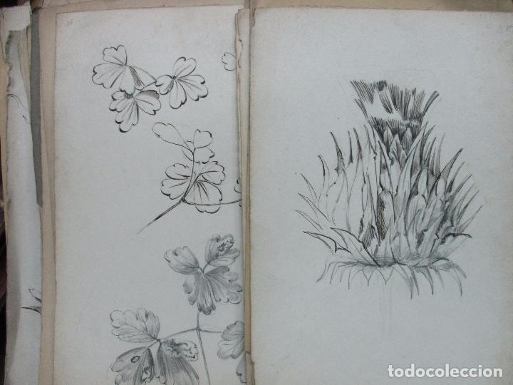 Coleccion De 74 Dibujos Originales De Flores Y Sold At Auction