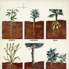 Arte: 6 DIBUJOS ORIGINALES DE PLANTAS, PARA SANTILLANA. SOBRE CARTULINA. Lote 164588906
