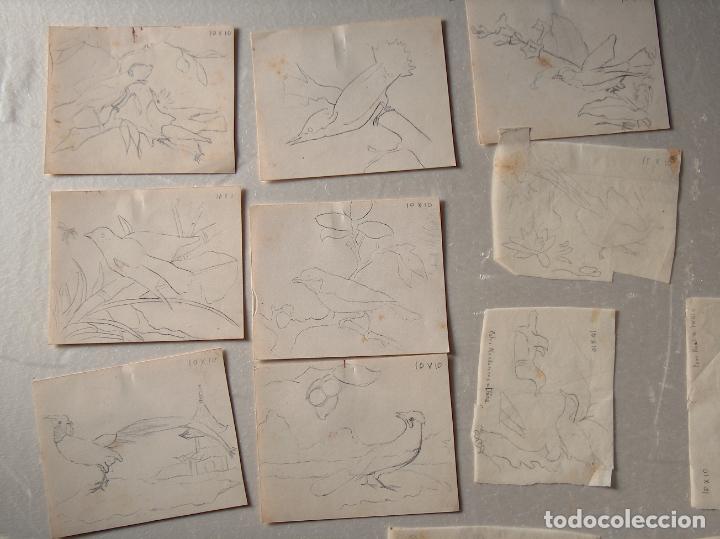 12 Dibujos De Aves Exoticas Pajaros Apuntes L Comprar Dibujos Contemporaneos Siglo Xx En Todocoleccion 195183221