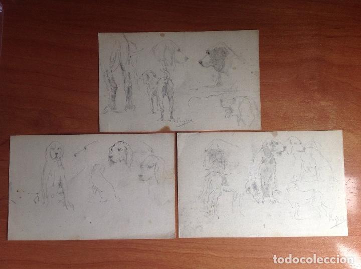 Arte: Pedro Ynglada. Estudios de perros. - Foto 1