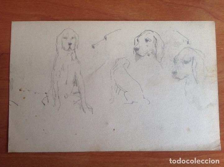 Arte: Pedro Ynglada. Estudios de perros. - Foto 2