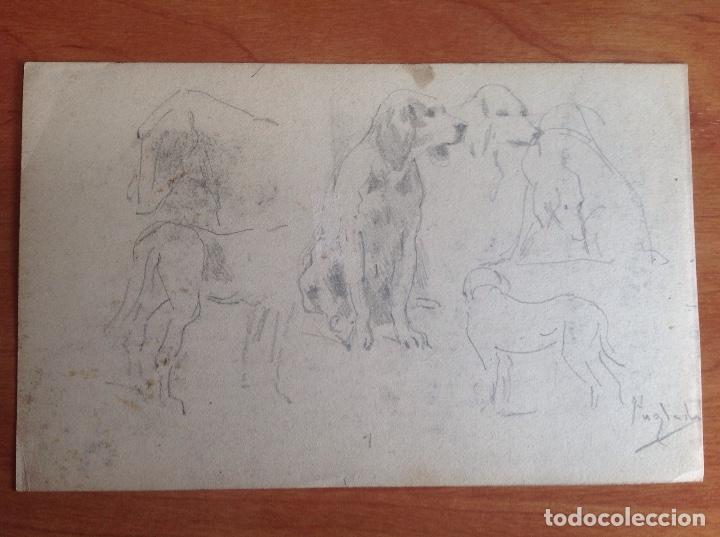 Arte: Pedro Ynglada. Estudios de perros. - Foto 3