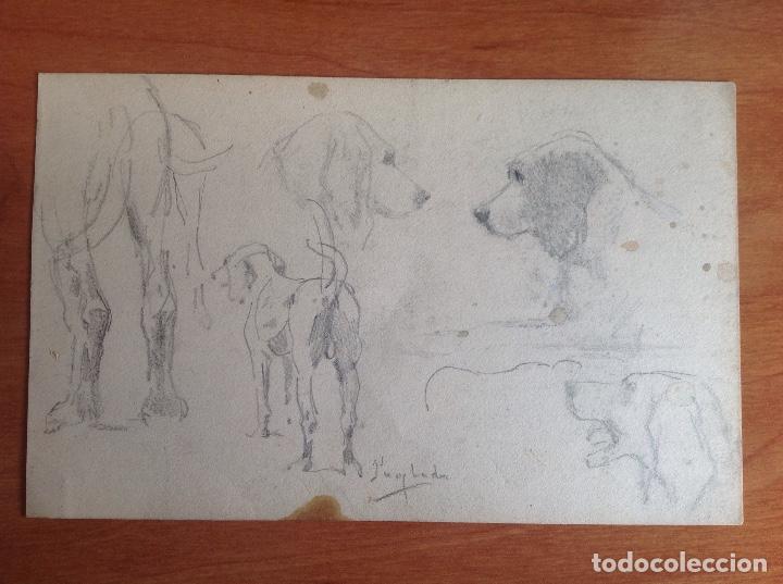 Arte: Pedro Ynglada. Estudios de perros. - Foto 4