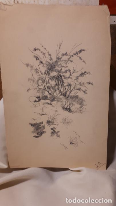 Arte: 16 DIBUJOS A L&Aacute;PIZ DE 1901. - Foto 15