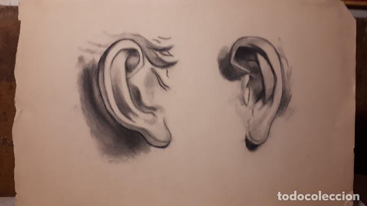 Arte: 14 DIBUJOS DE 1901.ANATOM&Iacute;A. - Foto 7