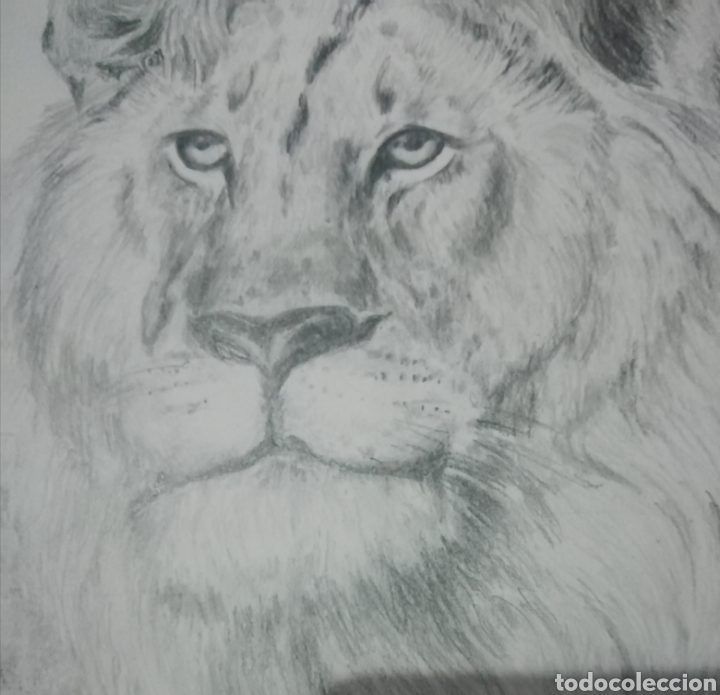 Arte: Le&oacute;n - Grafito - A. Rosa Cintas - Foto 2