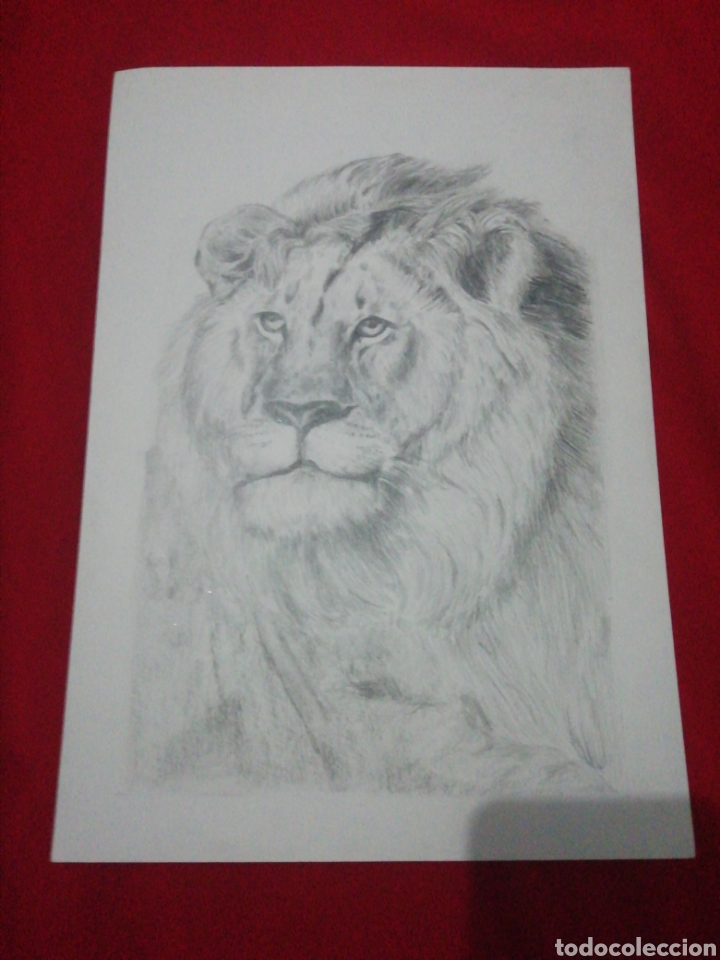 Arte: Le&oacute;n - Grafito - A. Rosa Cintas - Foto 1