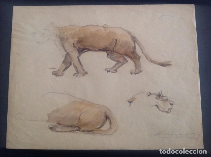 Arte: Carlos Becquer. Estudi&oacute; de felino. - Foto 1