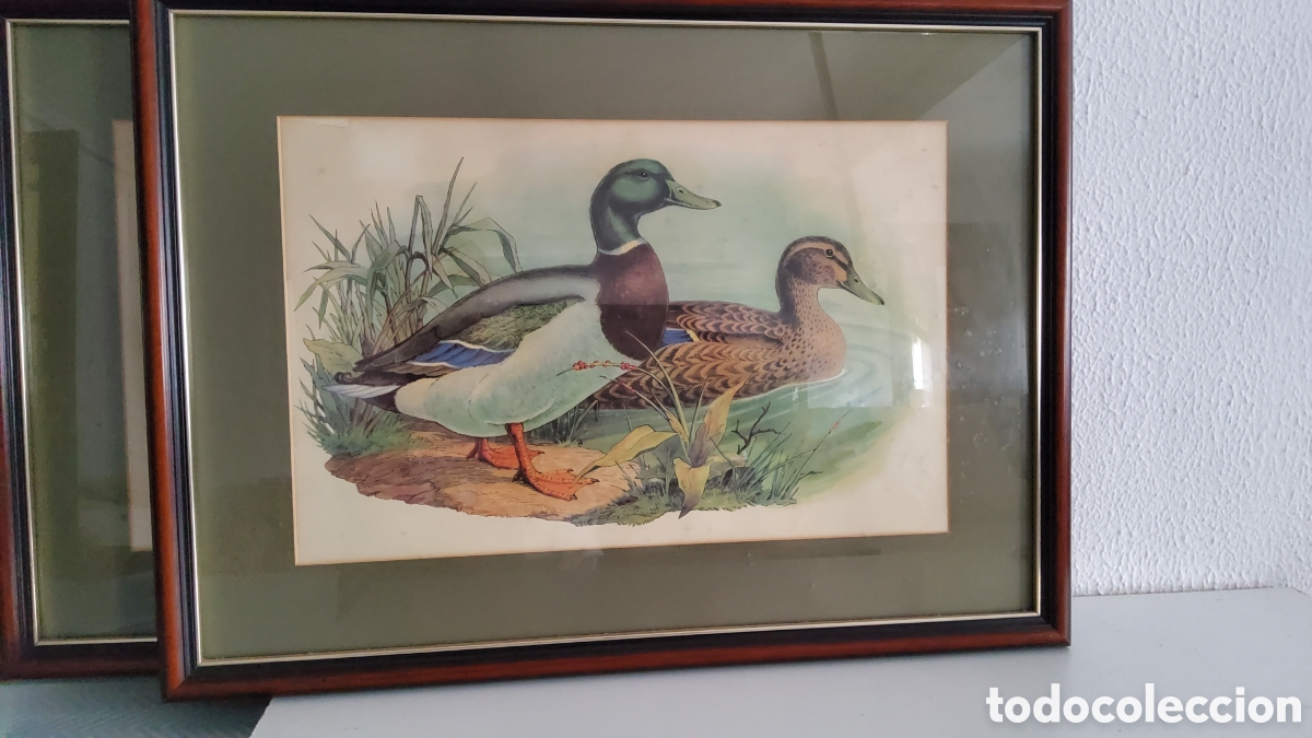 Arte: Conjunto cuadros de patos - Foto 1