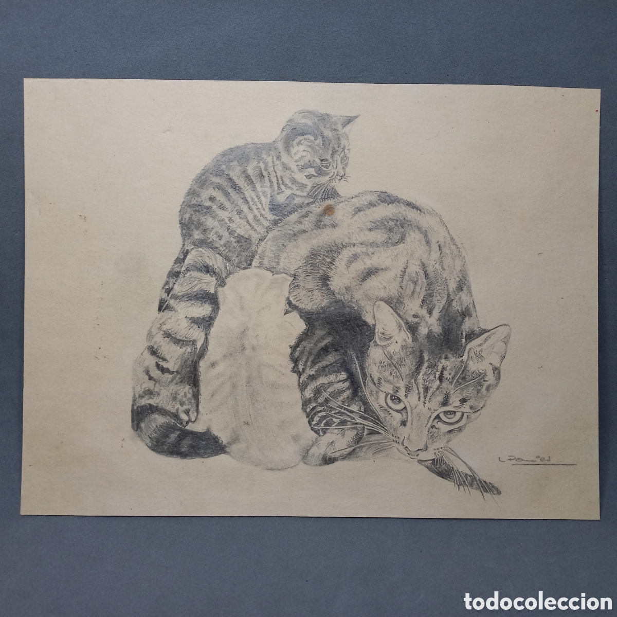 gatos. gata amamantando a la camada. dibujo a c - Acquista Disegni  contemporanei del XX secolo su todocoleccion