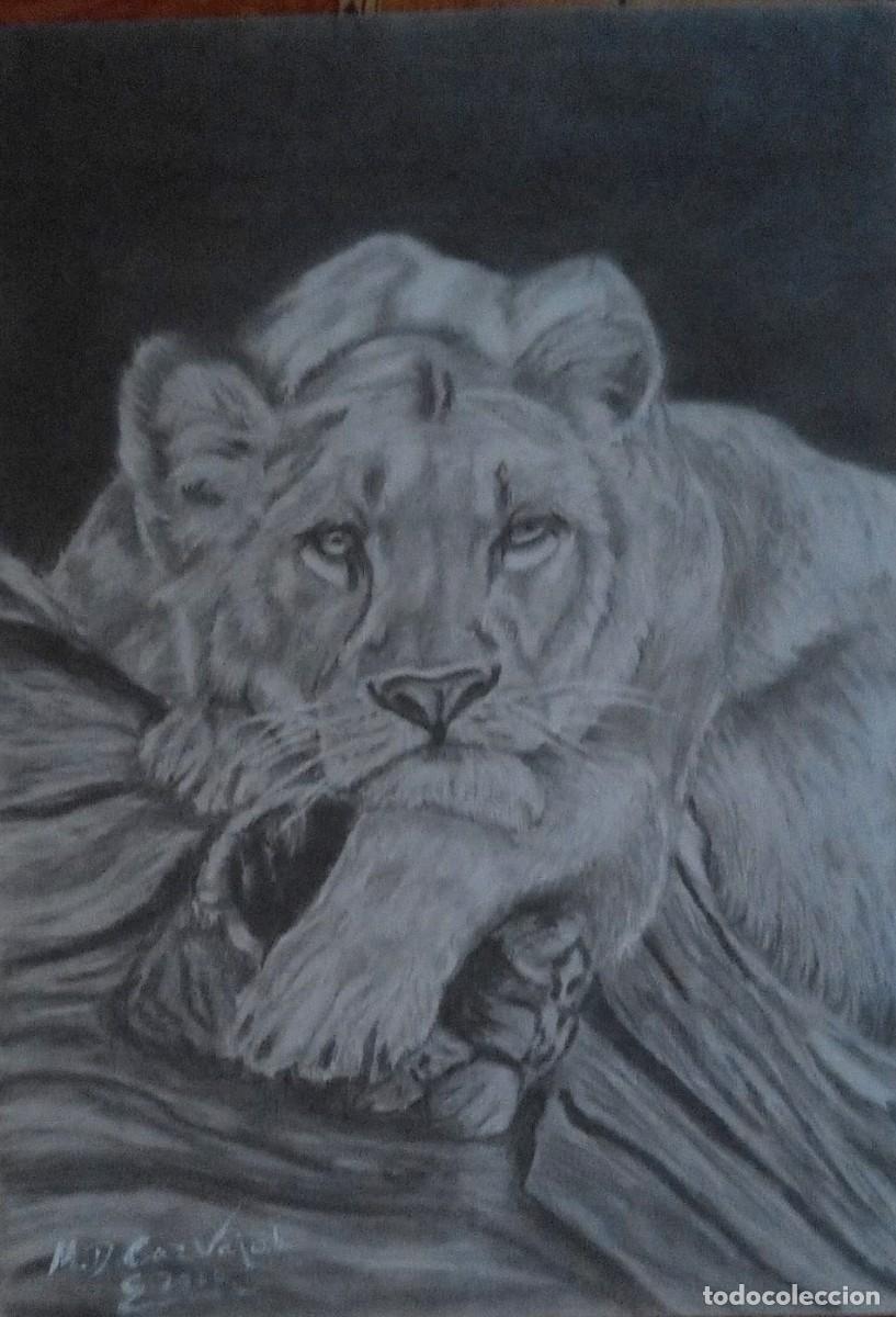 Arte: grafitos leon 40*30 cm - Foto 1