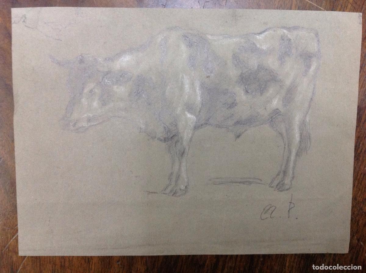 Arte: N. P. Apunte de una vaca. - Foto 1