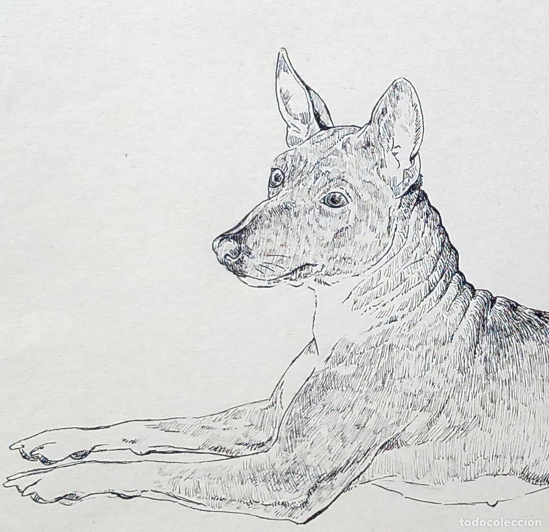 Arte: Basenji. Dibujo original a tinta - Foto 1