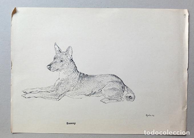 Arte: Basenji. Dibujo original a tinta - Foto 2
