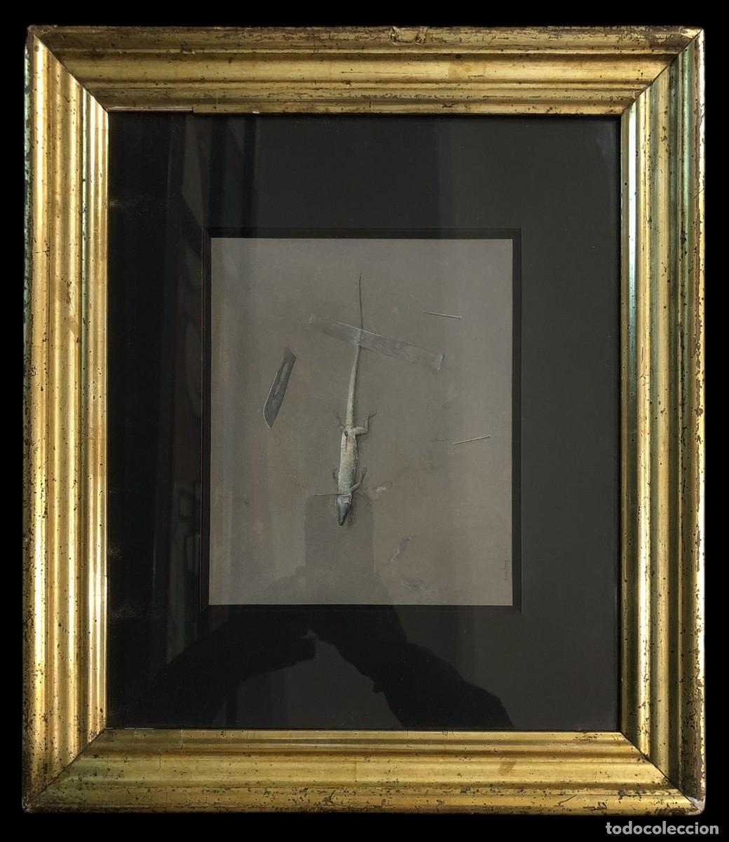 Arte: lagartija , dibujo del famoso artista FLORENCIO GALINDO