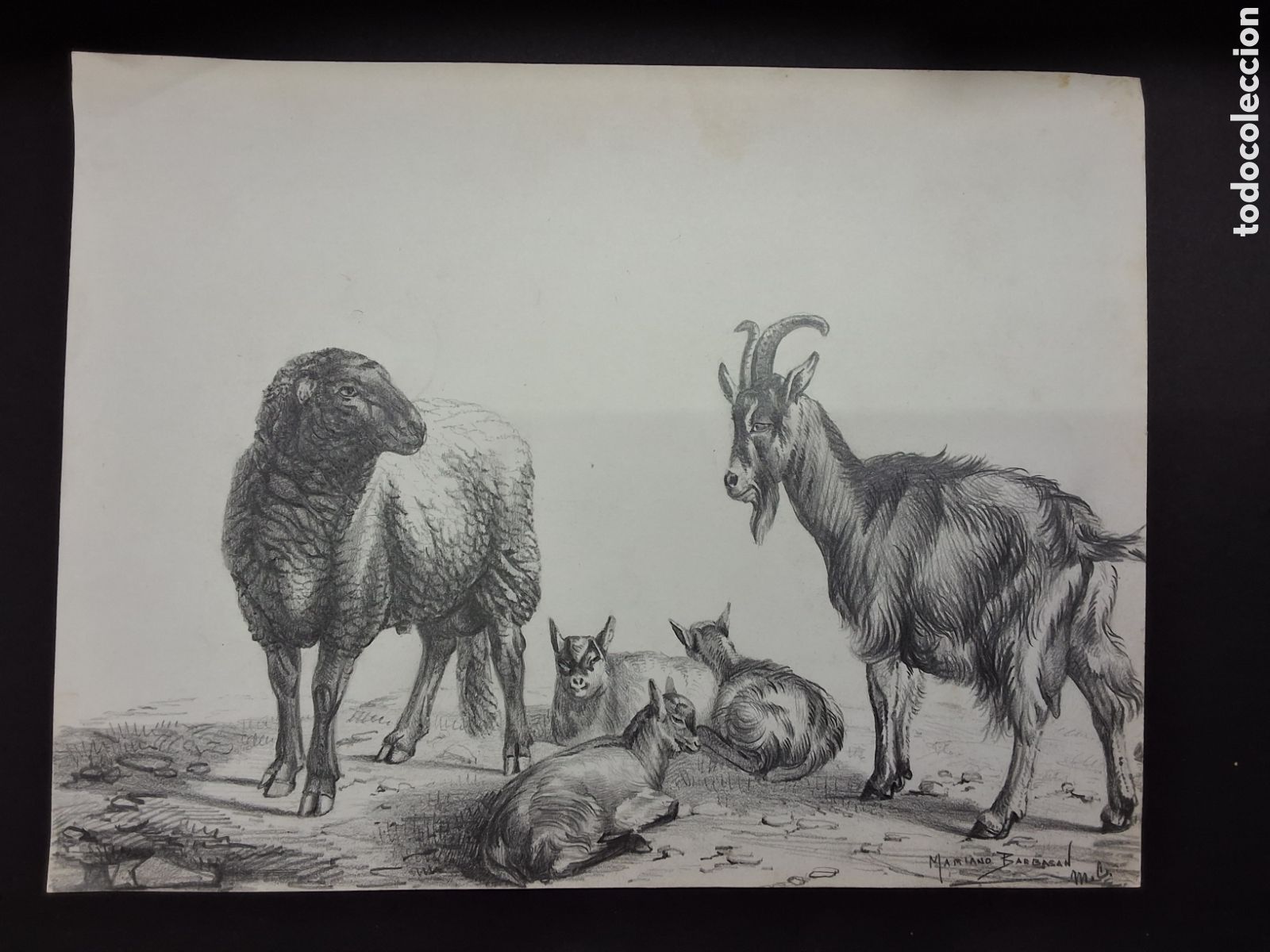 Arte: Mariano Barbasan. Cabras y ovejas.