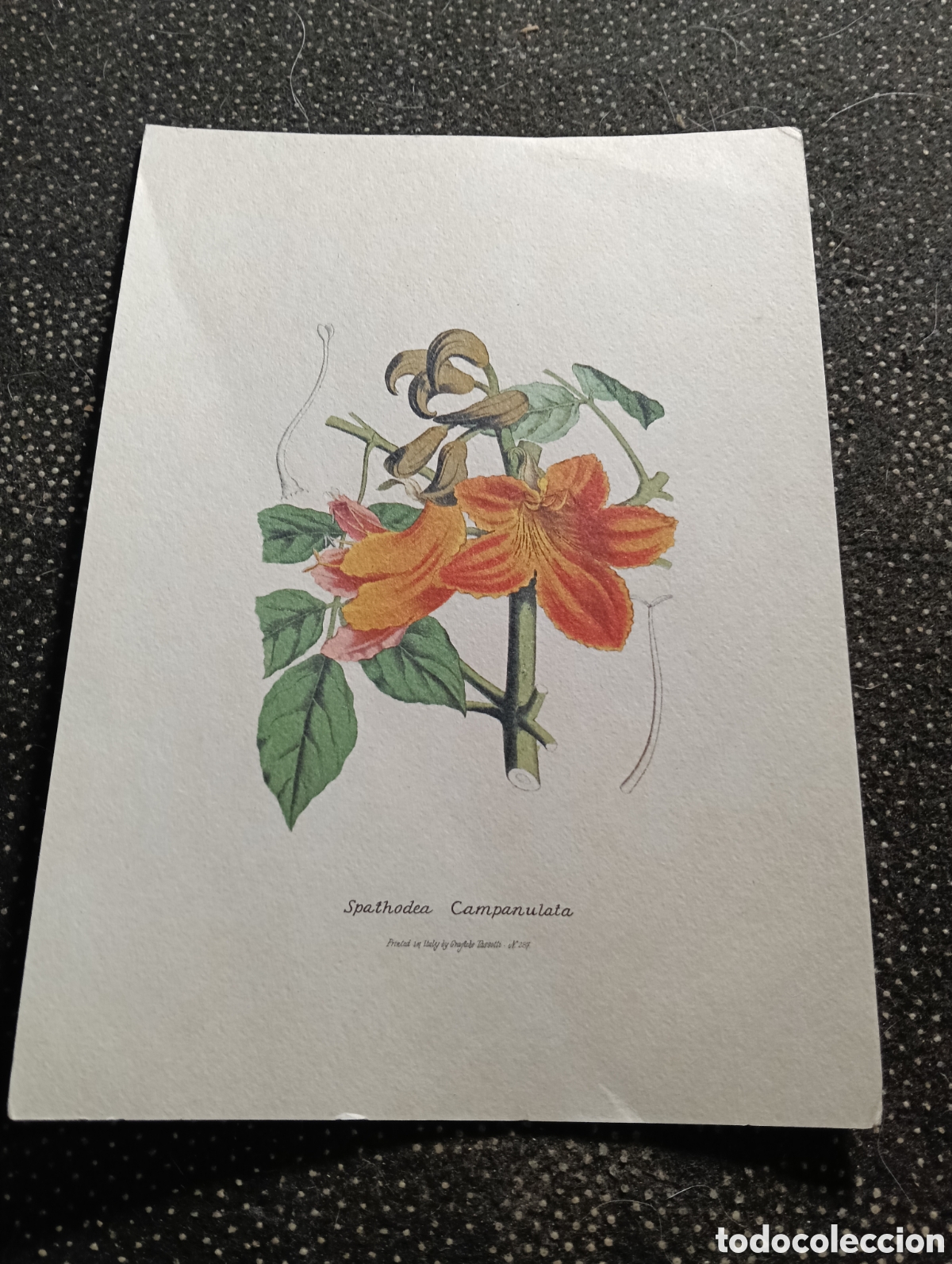 Arte: La espatadea campanulada (Spathodea campanulata). - Foto 1