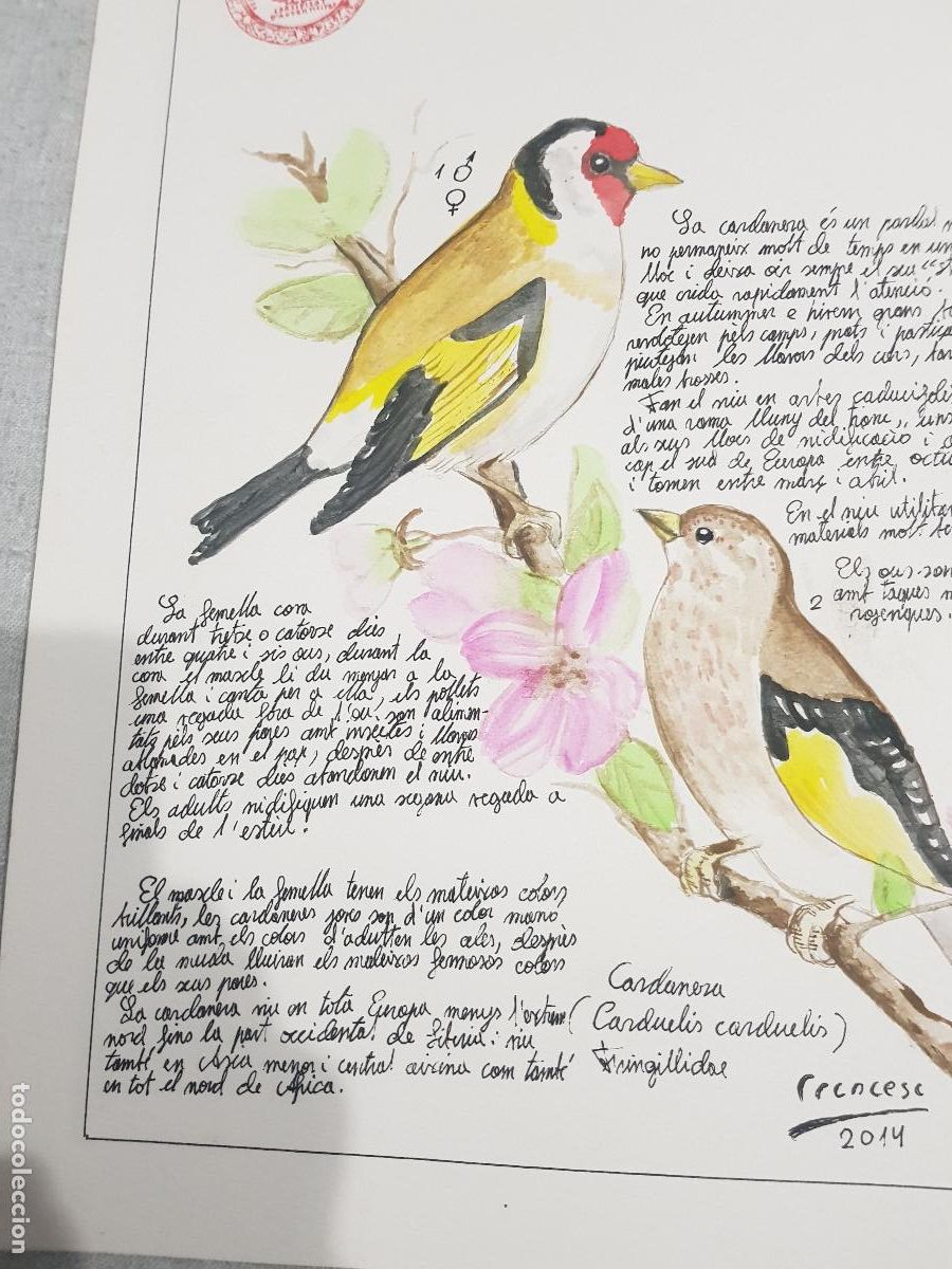 Arte: DIBUJO ORIGINAL DESCRIPTIVO DE TIPO DE PAJARO - Foto 2