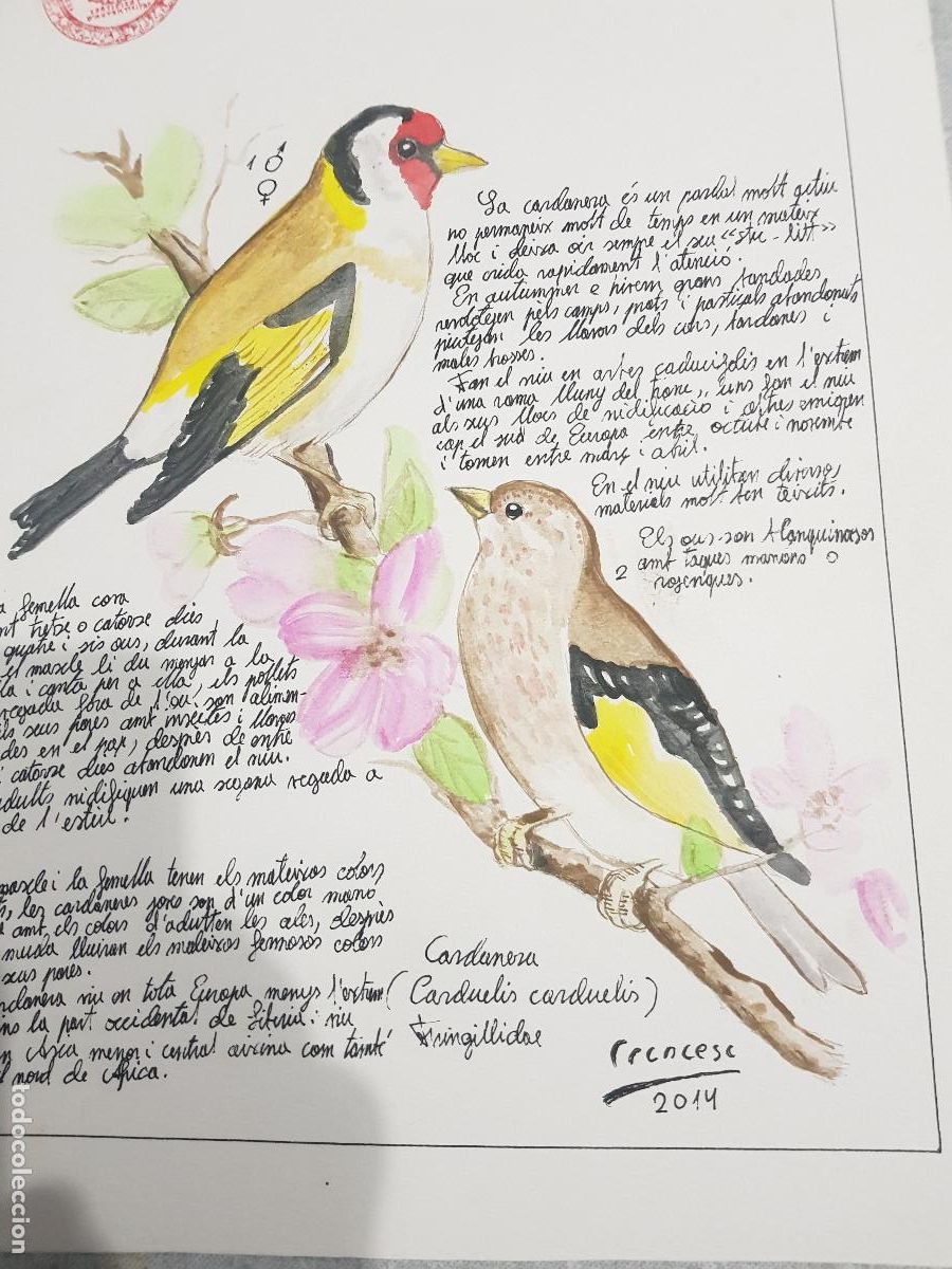 Arte: DIBUJO ORIGINAL DESCRIPTIVO DE TIPO DE PAJARO - Foto 3