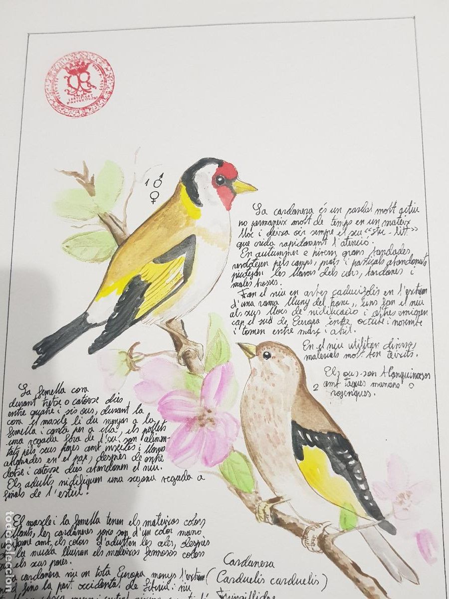 Arte: DIBUJO ORIGINAL DESCRIPTIVO DE TIPO DE PAJARO - Foto 4