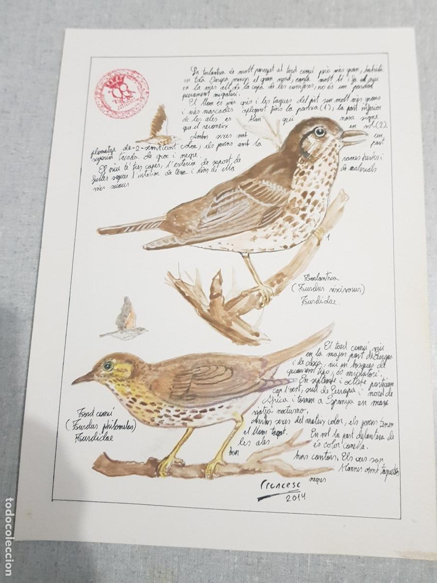 Arte: DIBUJO ORIGINAL DESCRIPTIVO DE TIPO DE PAJARO