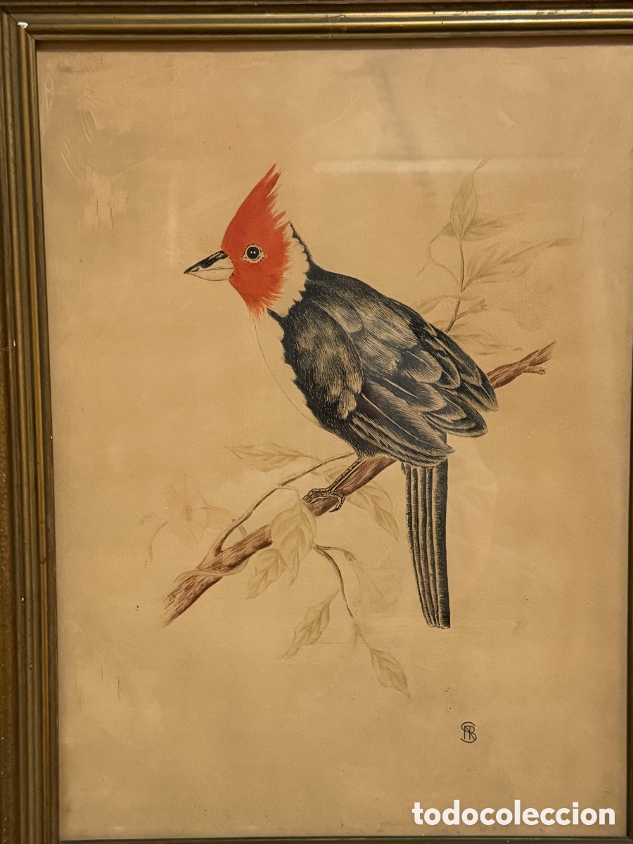 Kunst: RETRATO DE P&Aacute;JARO CARDENAL DE COPETA ROJO ECHO A MANO FIRMADO