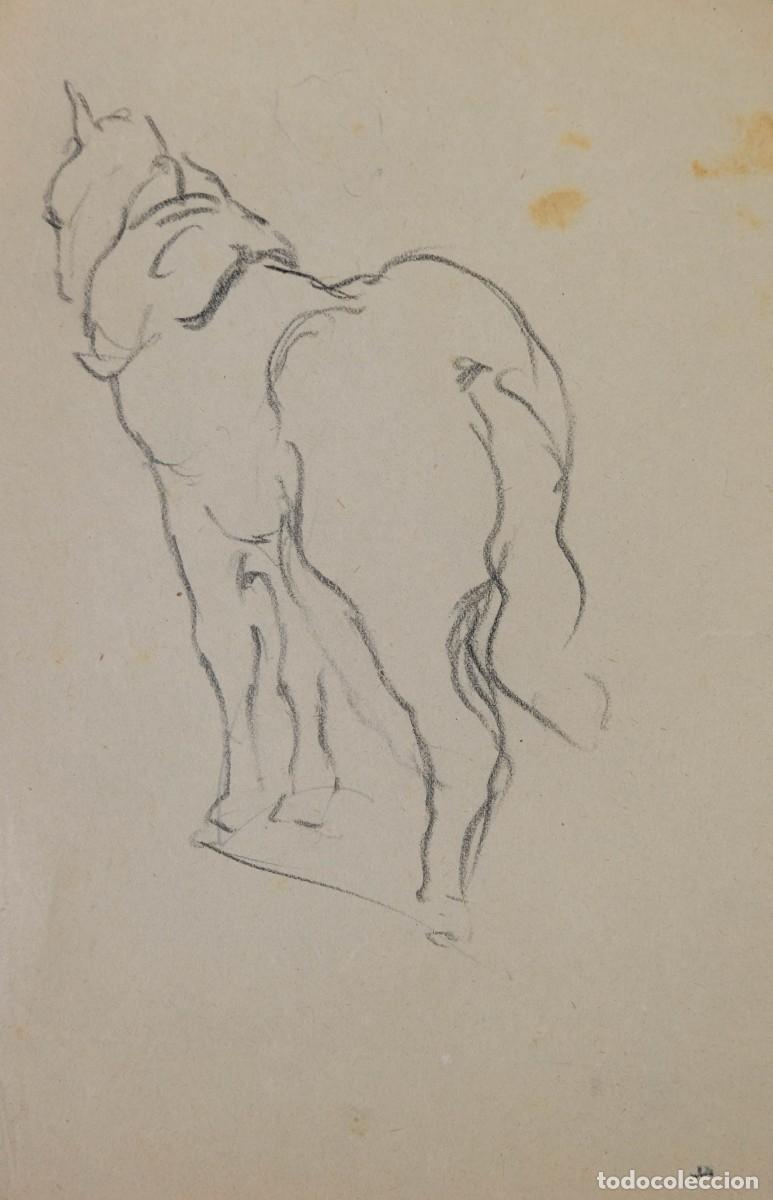 Arte: DIBUJO AL CARBONCILLO ESTUDIO CABALLO PRIMERA MITAD SIGLO XX