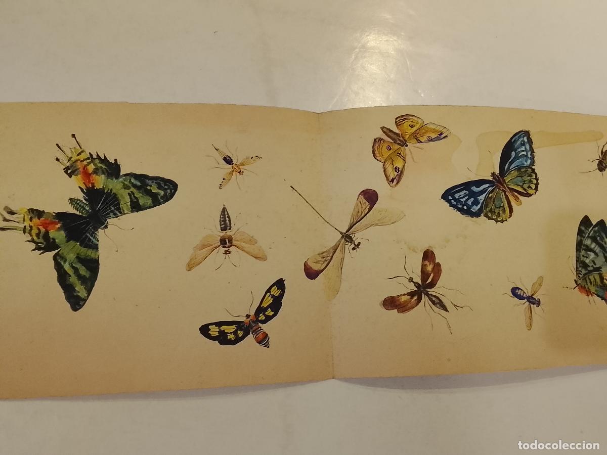 Arte: MARIPOSAS E INSECTOS - DIBUJO ORIGINAL A MANO FIRMADO POR JUANITA CATALINA -VER FOTOS-(V-28.093)