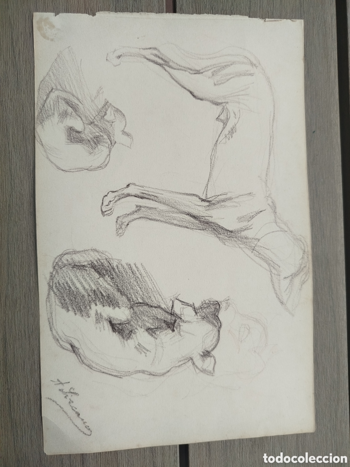 Arte: &Aacute;ngel Lizcano. Estudios de perros.