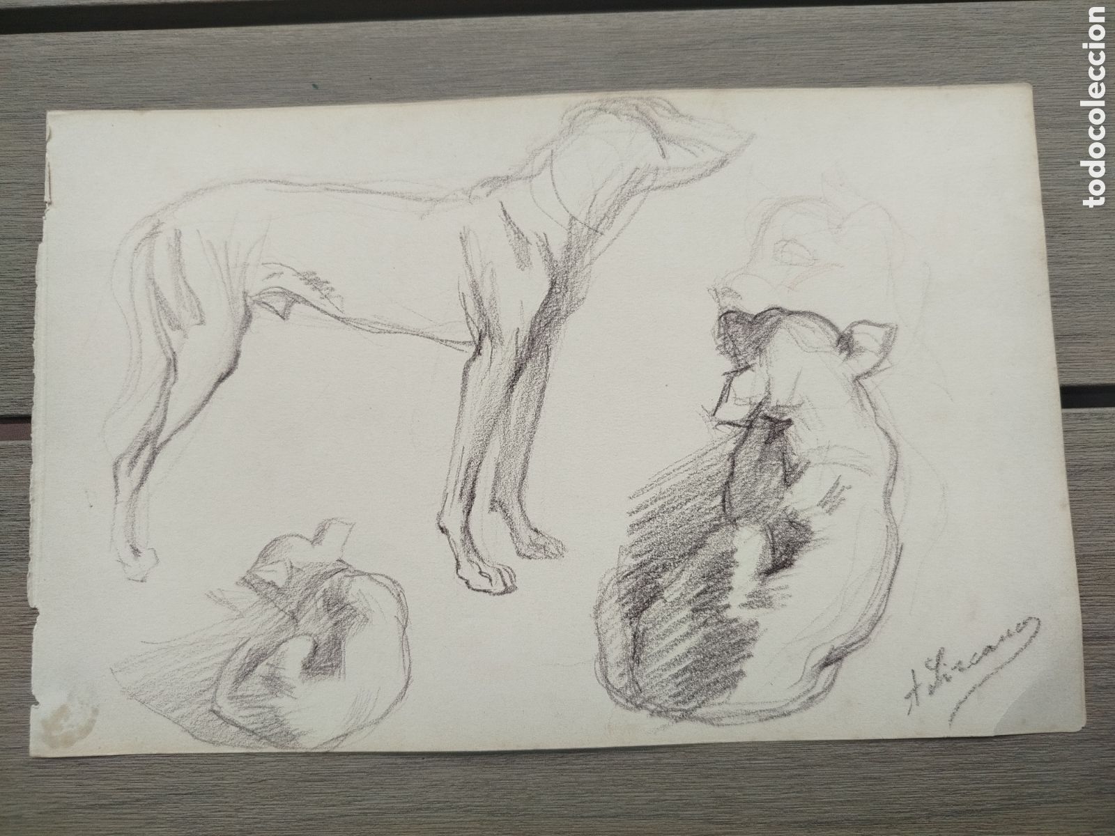 Arte: &Aacute;ngel Lizcano. Estudios de perros.