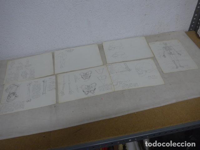Arte: Lote de 7 dibujos originales para algun libro academico o escolar? Medicina, anatomia
