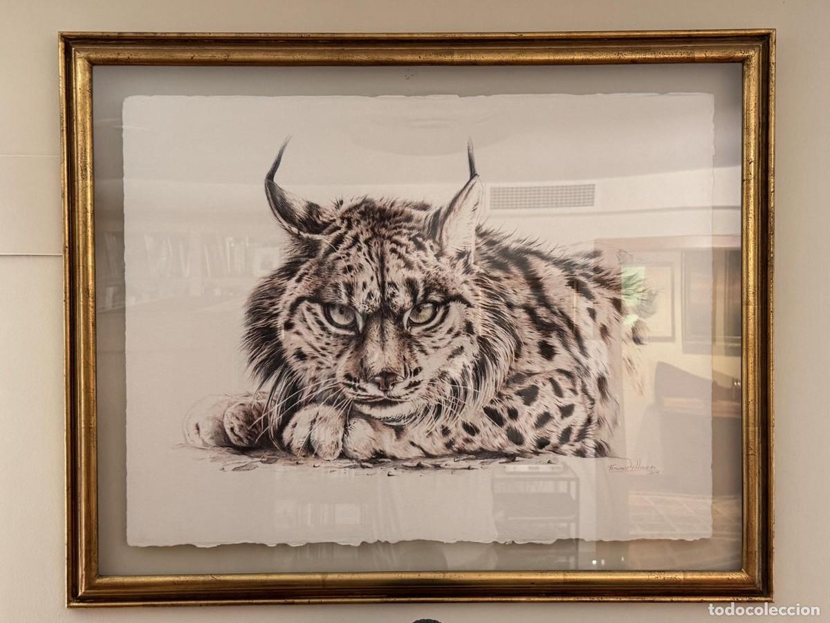 Arte: Cuadro Herrera &rdquo;Lince ib&eacute;rico&rdquo; en papel