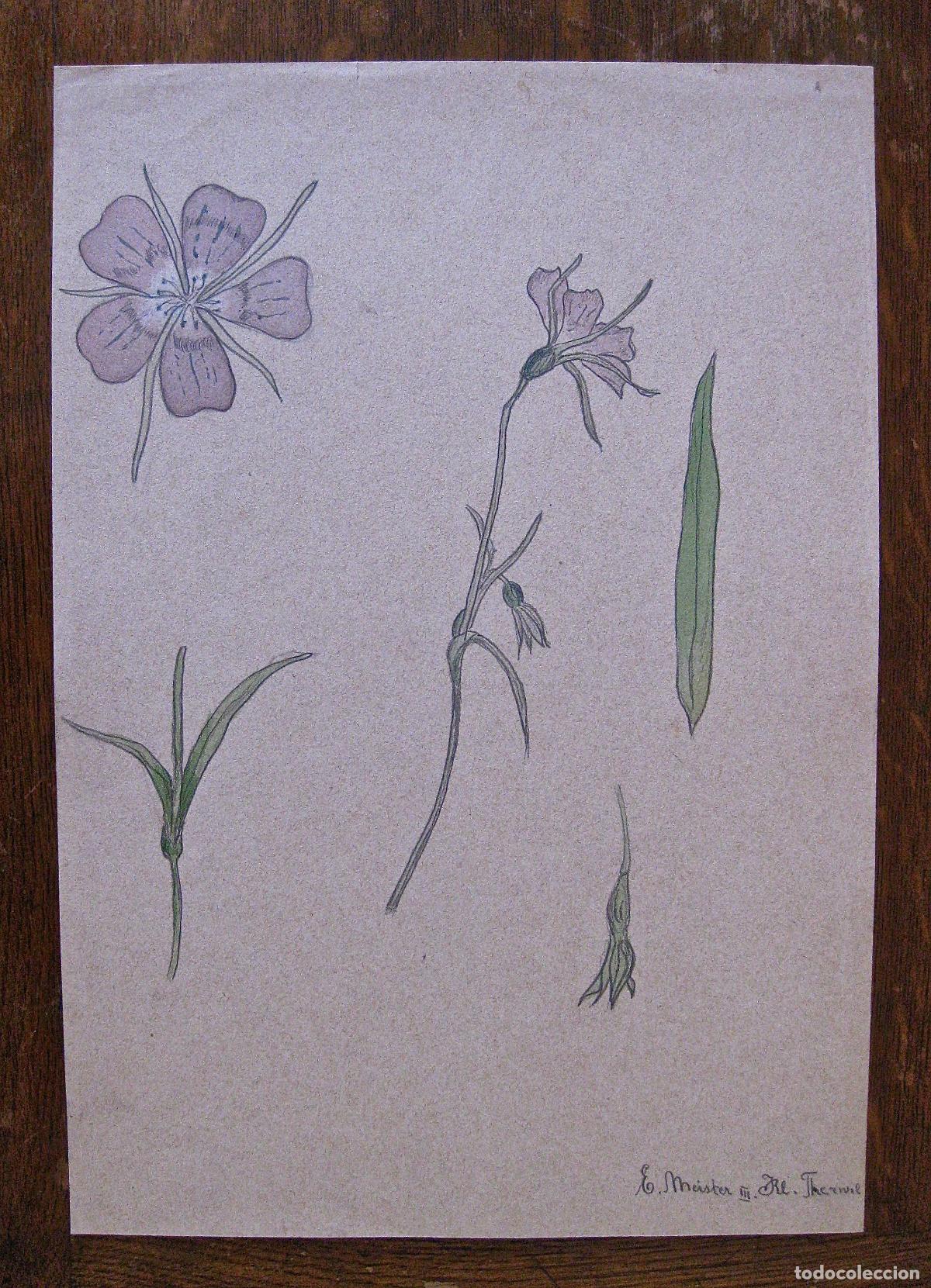 Arte: E. MEISTER * ESCUELA CENTROEUROPEA * DIBUJO ARTES DECORATIVAS * ART NOUVEAU, JUGENDSTIL