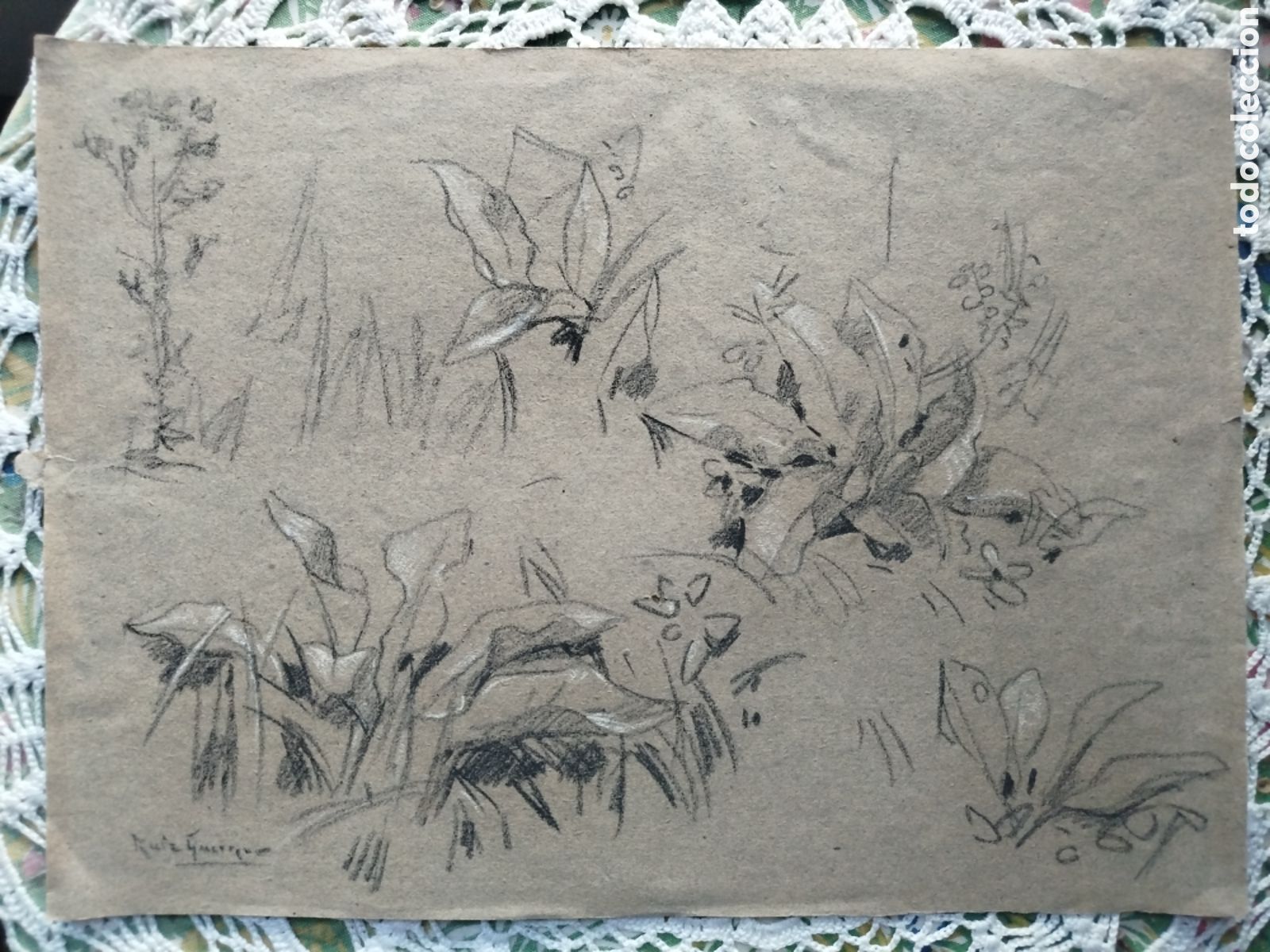 Arte: Manuel Ruiz Guerrero Estudios bot&aacute;nicos.