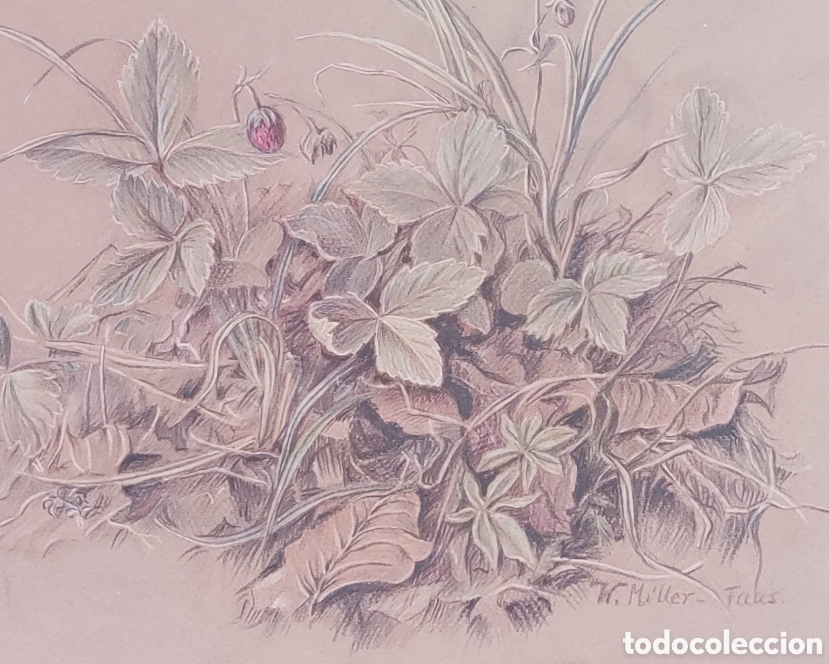 Arte: W. Miller Faas. Dibujo. Original. Fresas. Siglo XIX. Firmado. Pintor Desconocido. Plantas.