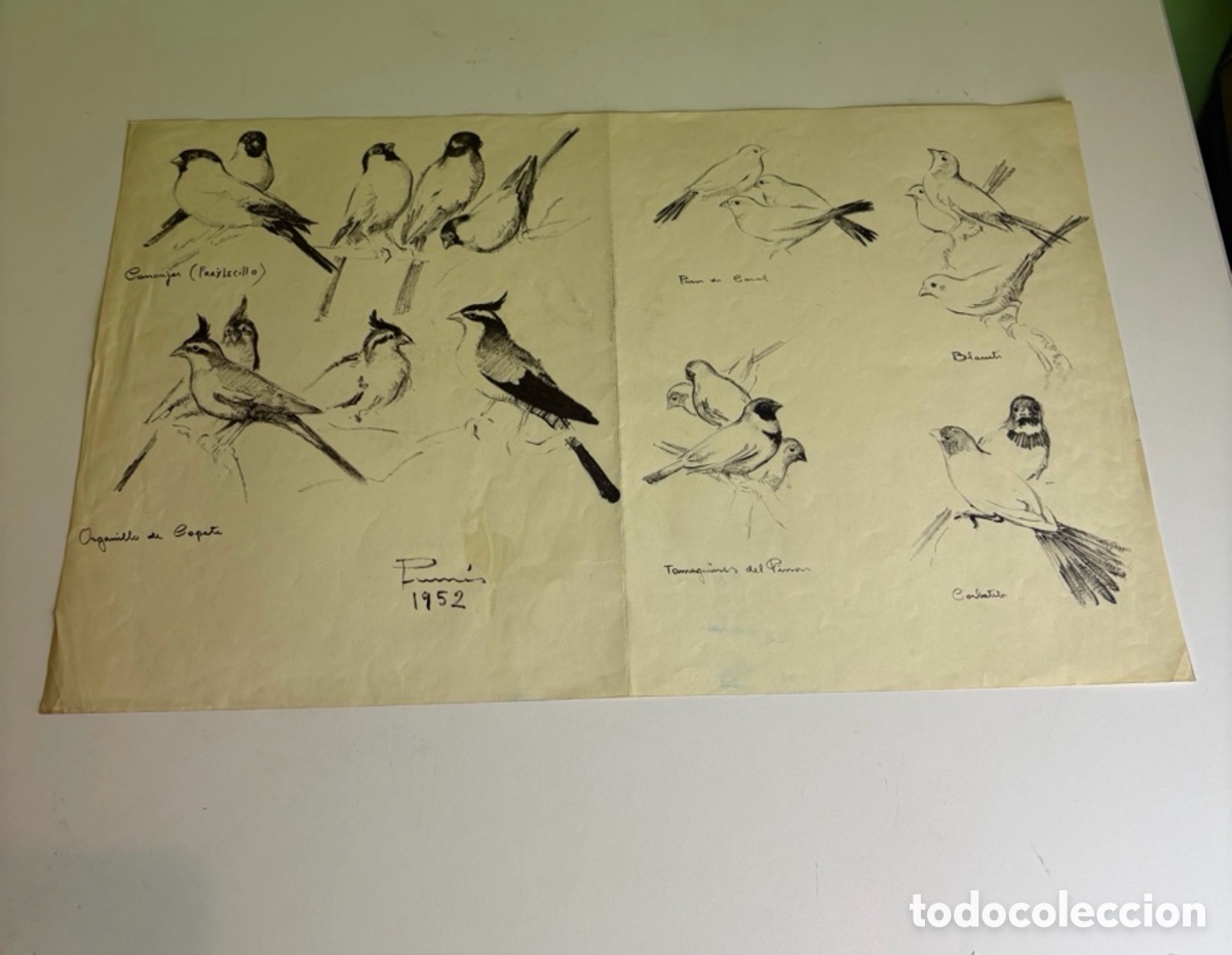 Arte: Carles Prun&eacute;s (1937-2017) &ndash; Dibujo sobre papel firmado y fechado 1952 &ndash; Estudios ornitol&oacute;gicos