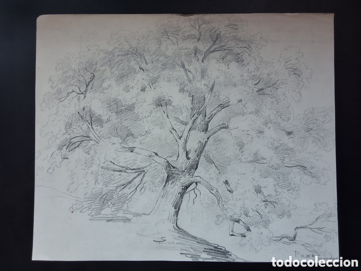 Arte: Julian del Pozo. Arbol.