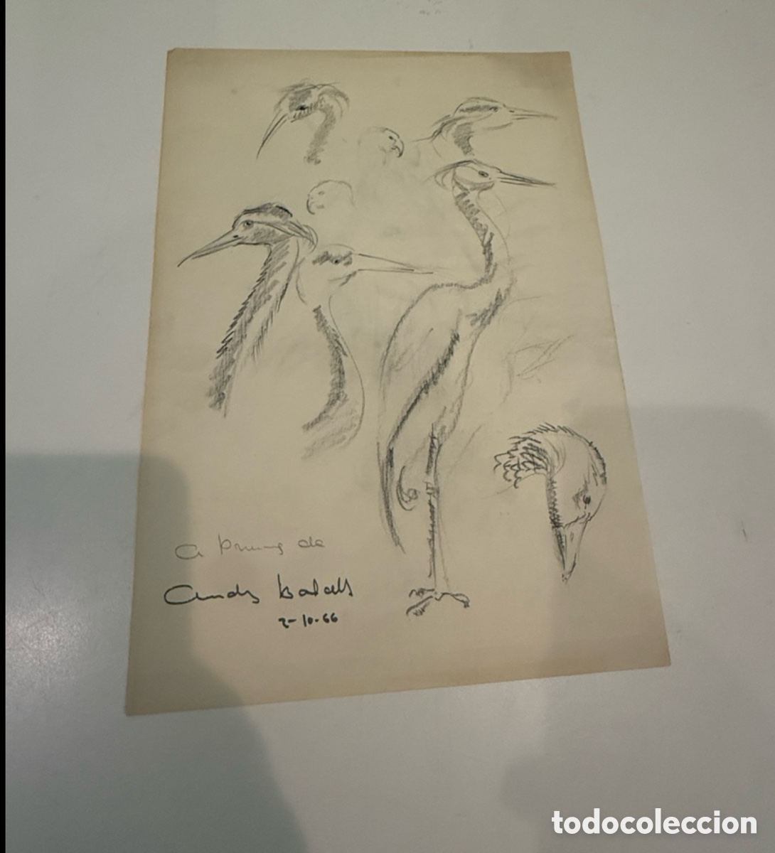 Arte: Dibujo de estudio de garzas firmado Andreu Balcells (1966). Dedicado a Carles Prun&eacute;s.