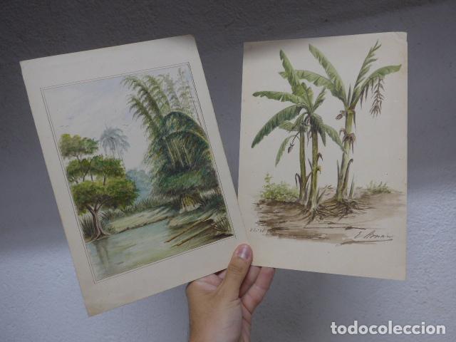 Arte: Lote de 2 antiguos dibujos pintados de 1875 originales de la Isla de Cuba, firma a indentificar