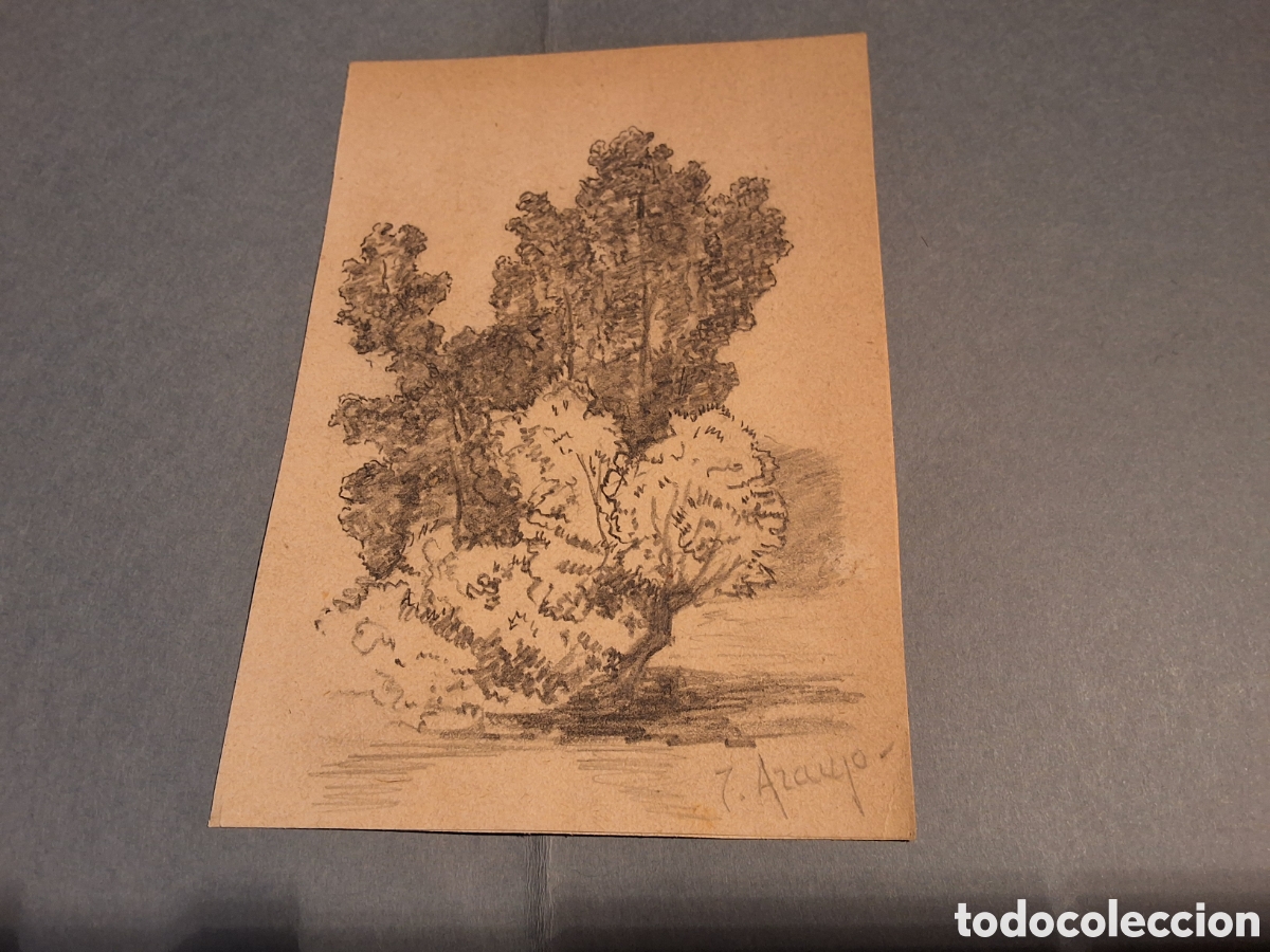 Arte: Joaquin Araujo. Arbol.