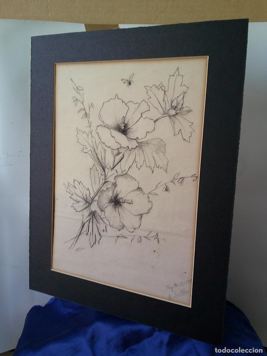 Arte: &iexcl;&iexcl; ARTE.: FLOR ALTEA.(Hibiscus syriacus) =ROSA DE SIRIA= Dibujo LAPIZ. Firmado-Fechado. !! C-33