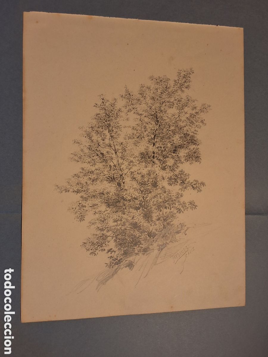 Arte: Antonio Jardines. Arbol.