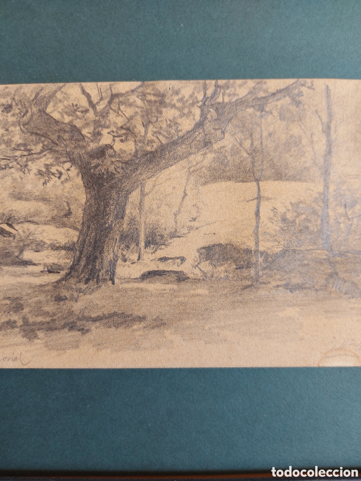 Arte: APUNTE DEL NATURAL BOSQUE