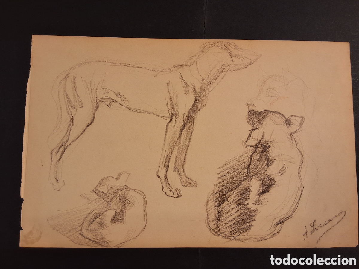 Arte: Angel Lizcano. Estudio de perros.