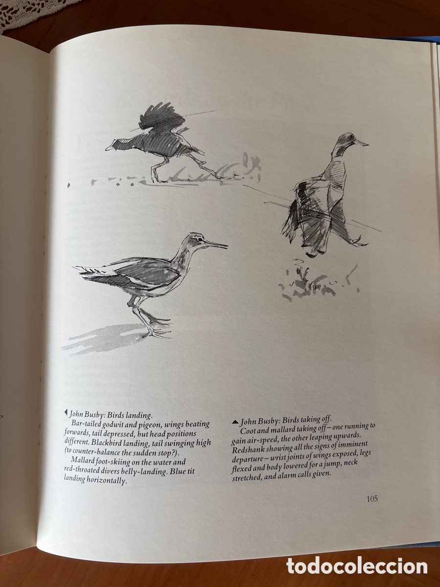 Arte: Drawing Birds. John Busby - Foto 4