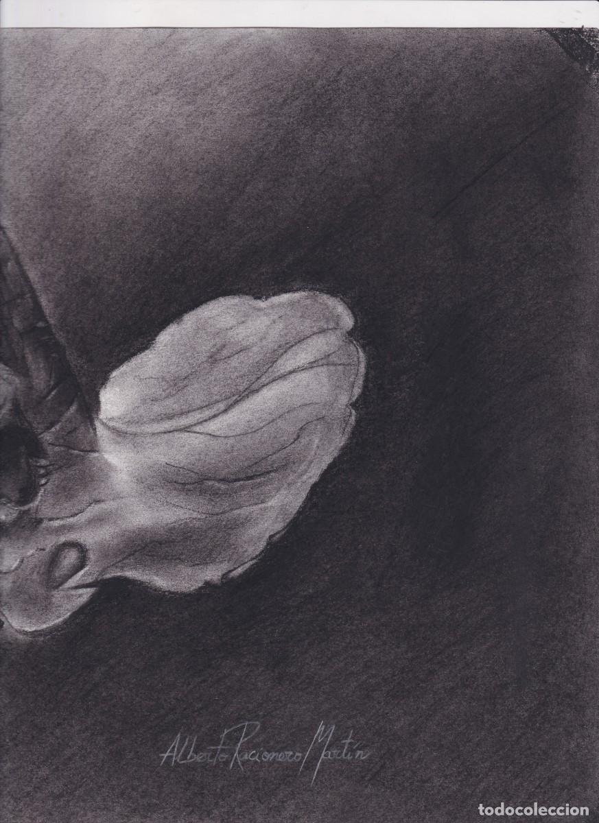 Arte: Dibujo original Triceratops - Foto 4
